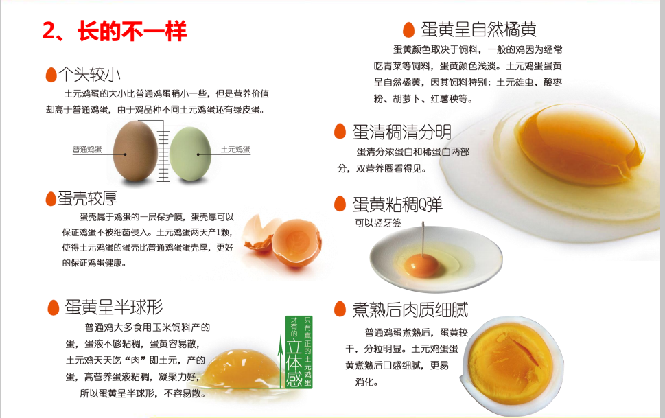 土元雞蛋好在哪裏——長(cháng)得(de)不一樣